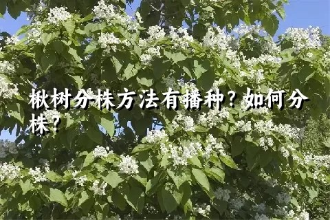 楸树分株方法有播种？如何分株？