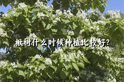 楸树什么时候种植比较好？