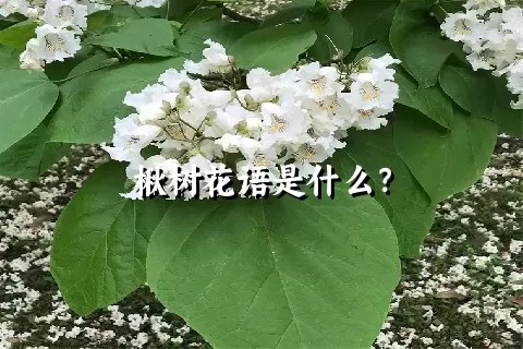 楸树花语是什么？