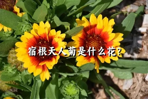 宿根天人菊是什么花？