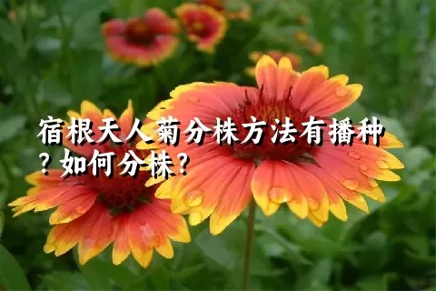 宿根天人菊分株方法有播种？如何分株？