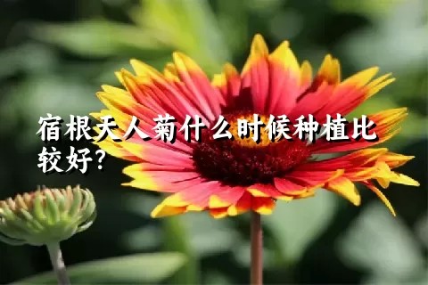 宿根天人菊什么时候种植比较好？