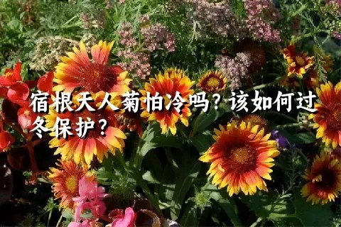 宿根天人菊怕冷吗？该如何过冬保护？