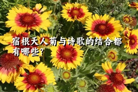 宿根天人菊与诗歌的结合都有哪些？