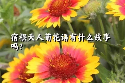 宿根天人菊花语有什么故事吗？