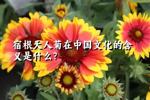 宿根天人菊在中国文化的含义是什么？