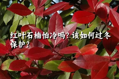 红叶石楠怕冷吗？该如何过冬保护？