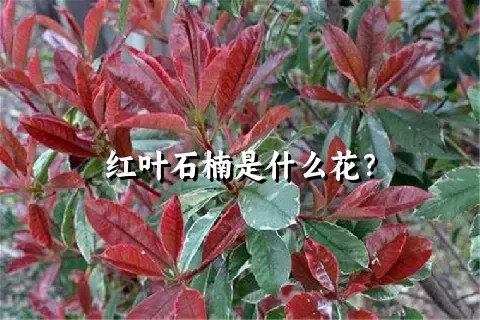 红叶石楠是什么花？