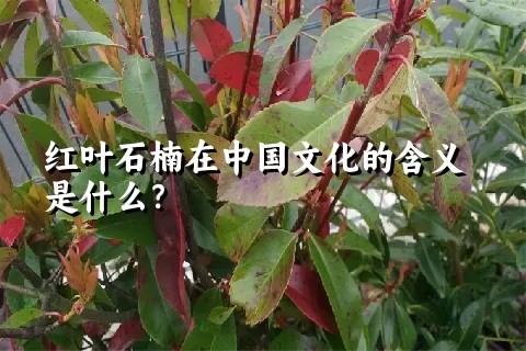 红叶石楠在中国文化的含义是什么？