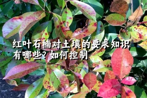 红叶石楠对土壤的要求知识有哪些？如何控制