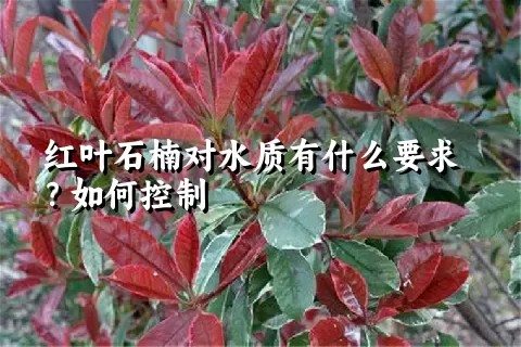 红叶石楠对水质有什么要求？如何控制