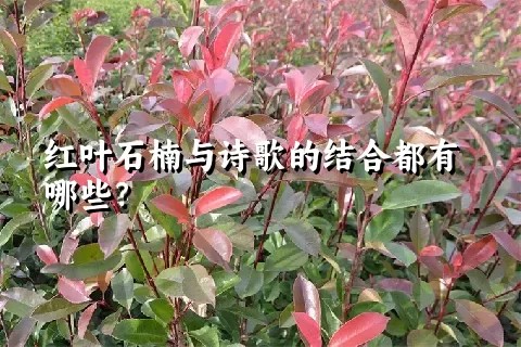 红叶石楠与诗歌的结合都有哪些？