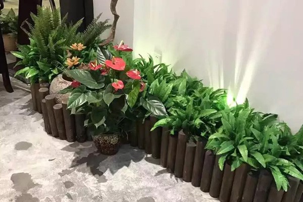 渝中可靠的植物养护价格