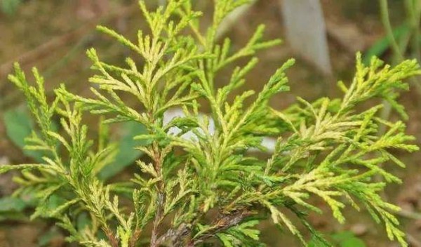 花卉的栽培技术与养护管理措施 植物花卉养殖技巧