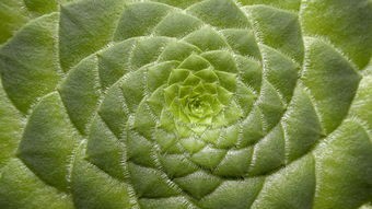 多肉植物品种养护百科知识（多肉植物品种养护百科知识图片）