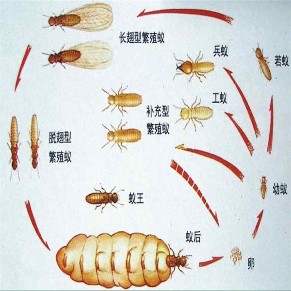 经开杀蟑螂