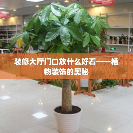 装修大厅门口放什么好看——植物装饰的奥秘