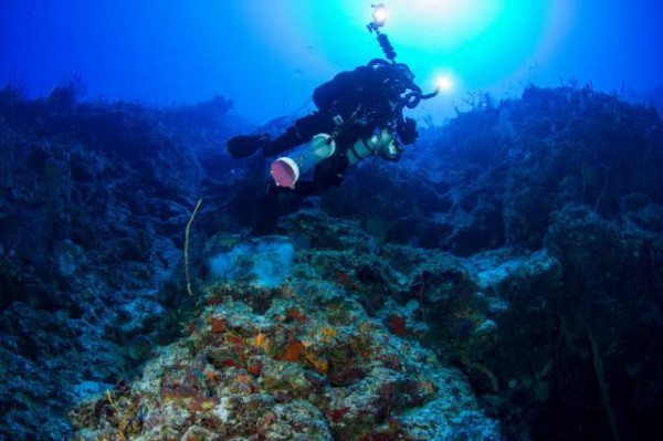 那些深海里的生物，如何做到在高压强环境下生存的？