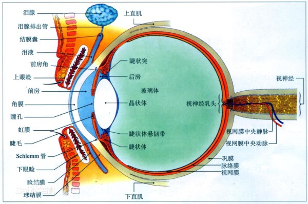 紫薇<a target=