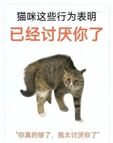 猫咪出现这些行为，表示它很讨厌你