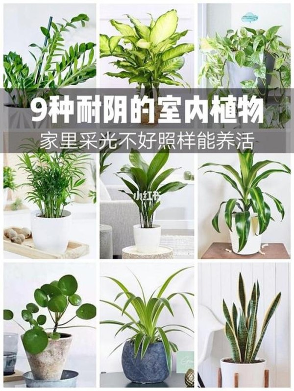 室内绿化植物通常选用阴生植物 - 植物花