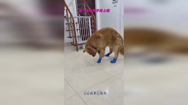 第一次给狗子穿上鞋，看到二哈，原谅我没忍住笑出声！