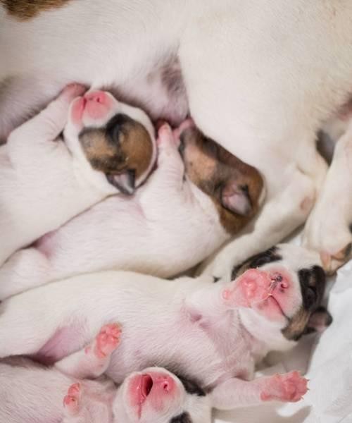 初生幼犬的照顾指南（打造一个健康快乐的宠物生活）