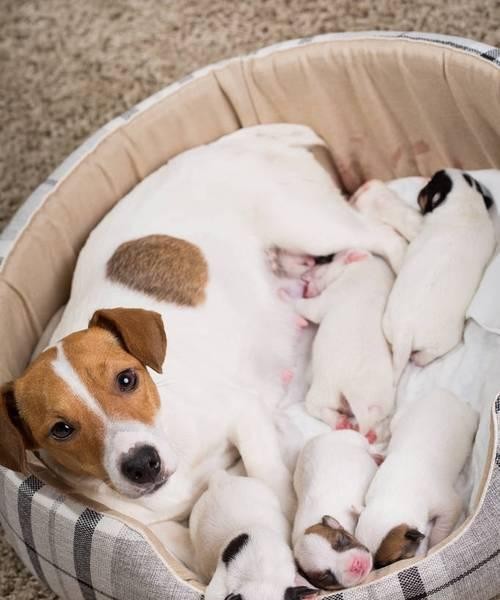 初生幼犬的照顾指南（打造一个健康快乐的宠物生活）