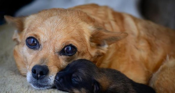 初生幼犬的照顾指南（打造一个健康快乐的宠物生活）