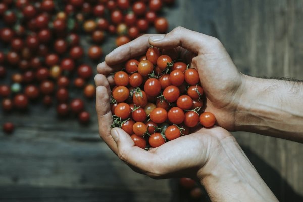 tomates pequeños en unas manos