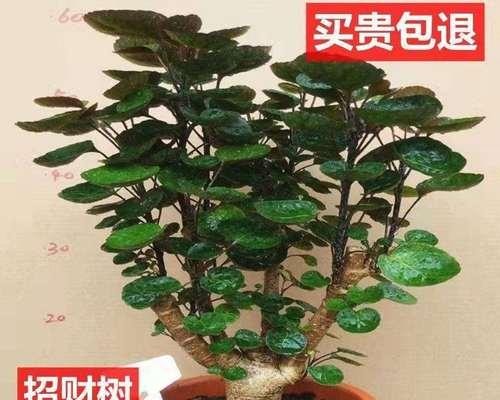 室内绿化植物大揭秘——选择、养护与美化（打造健康舒适的居家环境，从这些常见植物开始）