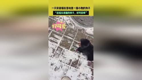 辽宁，一只穿着貂在雪地里小跑，好可爱啊