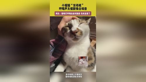 小猫猫“发动机”，呼噜声太催眠像白噪音