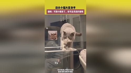 功夫小猫大展身手，猫咪：可别小瞧我了，我可是灵活的猪咪！