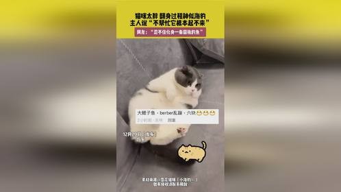 猫咪太胖，翻身过程神似海豹