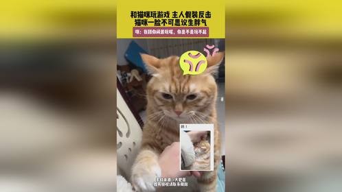 和猫咪玩游戏，主人假装反击，猫咪一脸不可思议