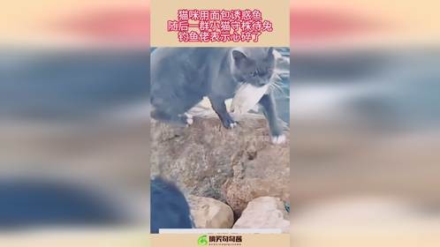 猫咪用面包诱惑鱼，随后一群小猫守株待兔，钓鱼佬表示心碎了！