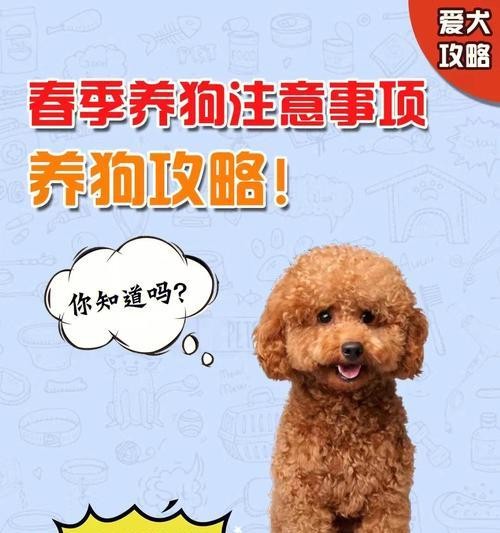 全方位新犬饲养指南——做好宠物犬的全套护理（新犬饲养注意事项及实用技巧，助你轻松打理宠物生活）