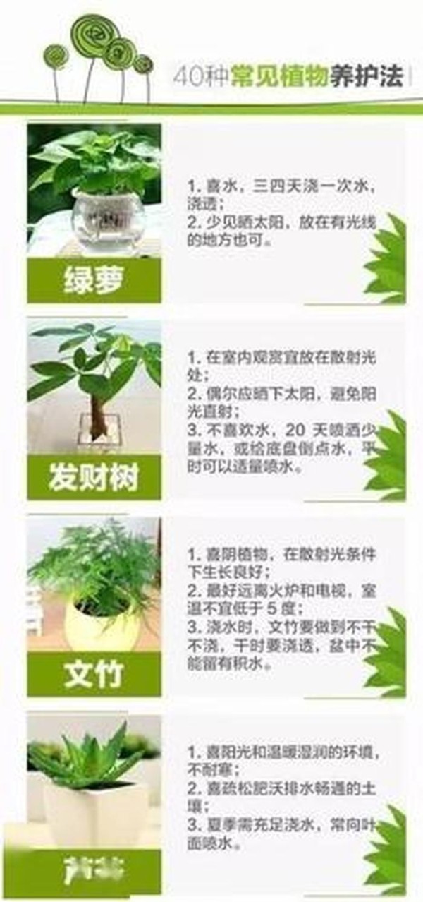 室内植物养护知识技巧、植物养护小妙招