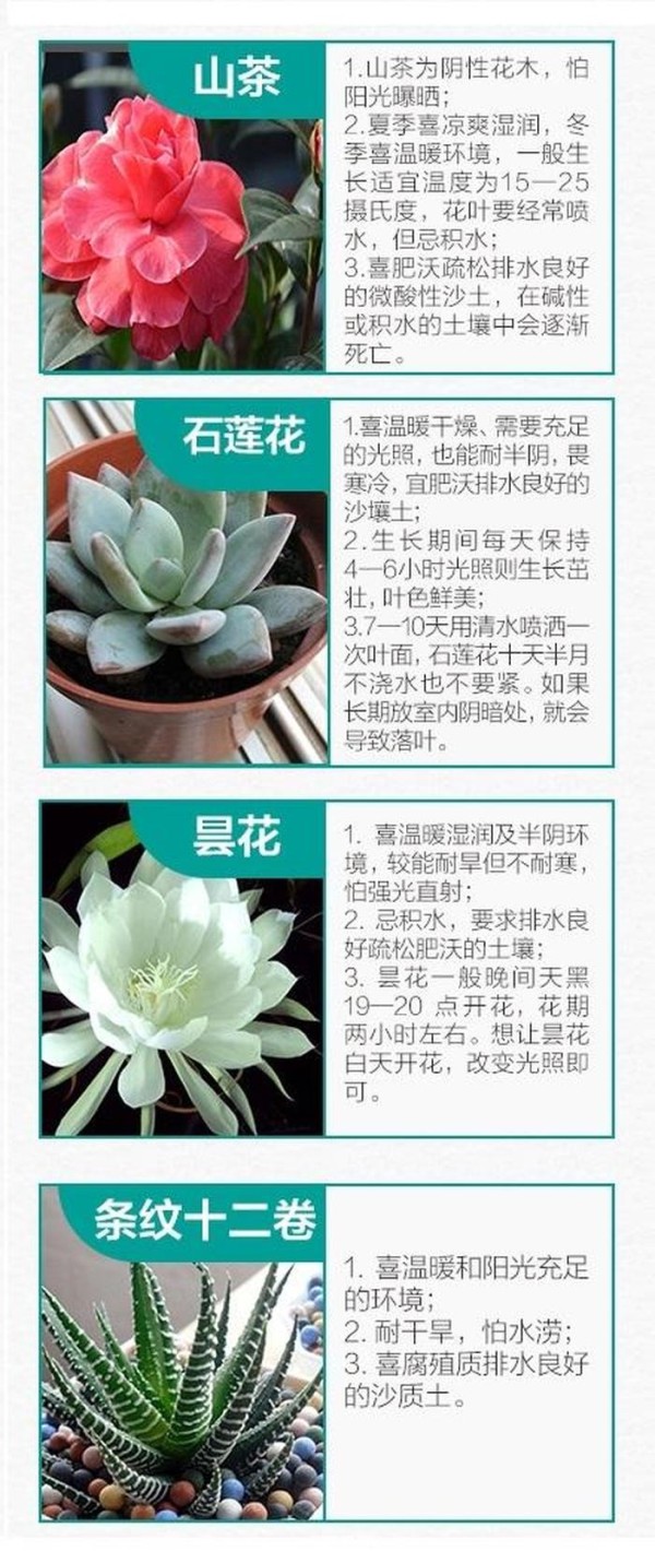 植物养护小妙招100字、植物养护基本知识