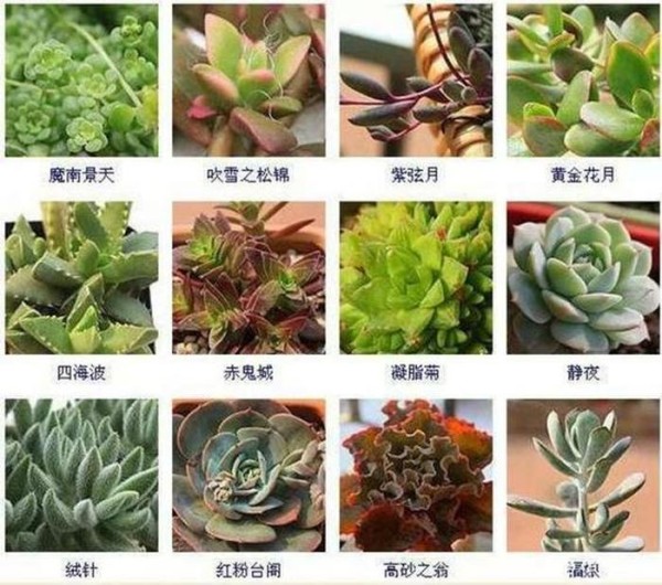 植物养护小妙招100字、植物养护基本知识