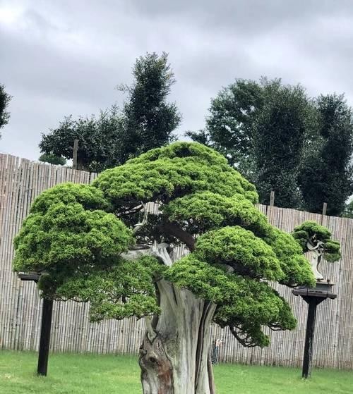 家里种柏树，让生活更美好（如何在家庭园艺中成功种植柏树，实现生态环境的美化）