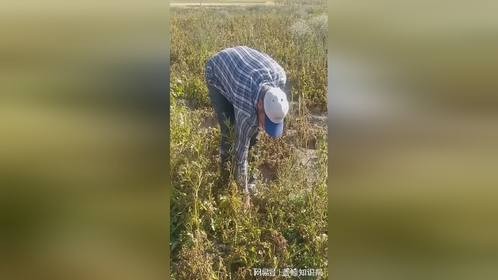 干农活，田间地头，田园生活乐趣多