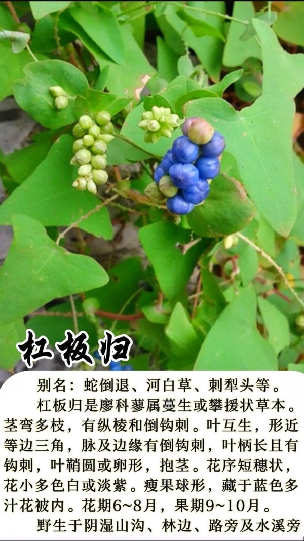 杠板归又名犁头草蛇倒退这草药浑身是刺叶子呈三角形