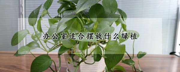 办公室适合摆放的绿植