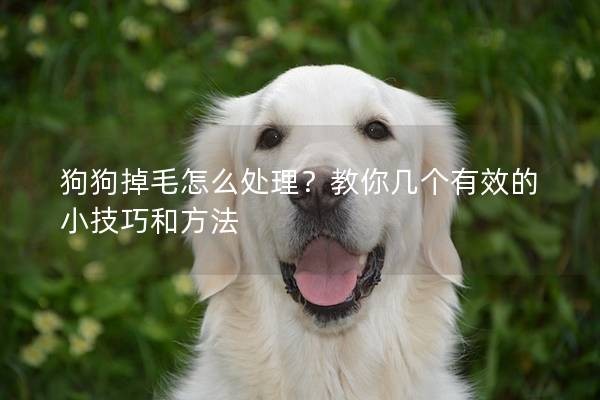 狗狗掉毛怎么处理？教你几个有效的小技巧和方法