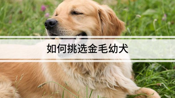 如何挑选金毛幼犬