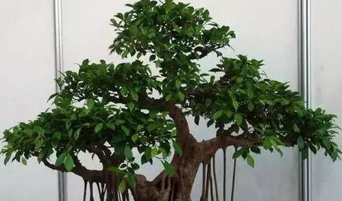 盆栽的养护方法