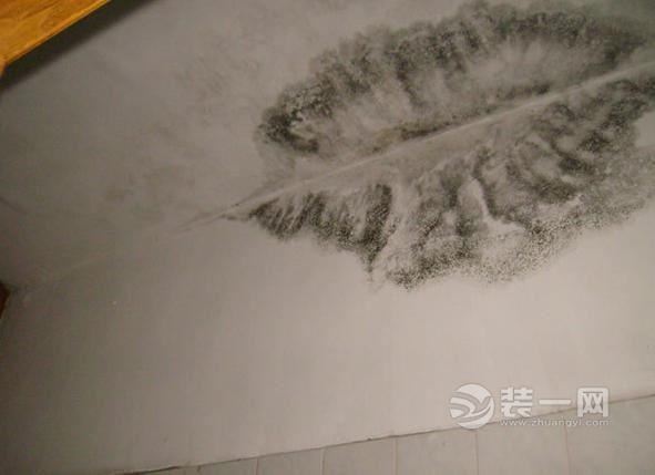 郑州装修网 墙面霉变