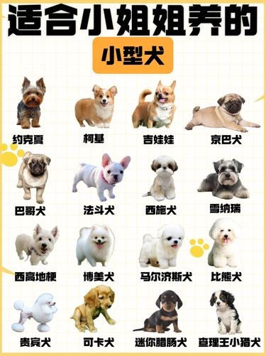 想问下，小体犬可以养吗？